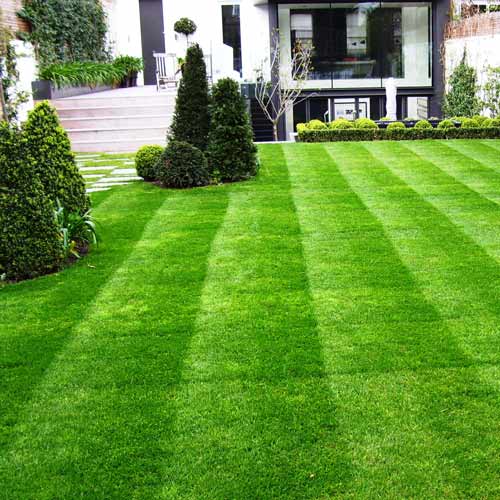 Газон Ліліпут Садиба центр зображення 1 артикул 72741