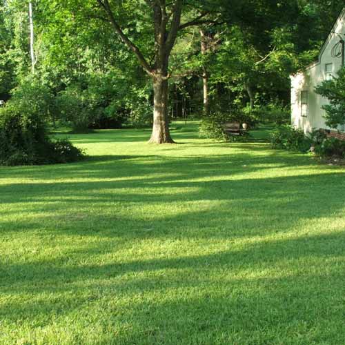 Газон Тіньовий Садиба центр зображення 1 артикул 72743