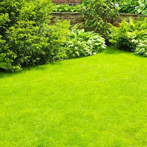 Газонна травосуміш Стійка до витоптування зображення 1 артикул 73107