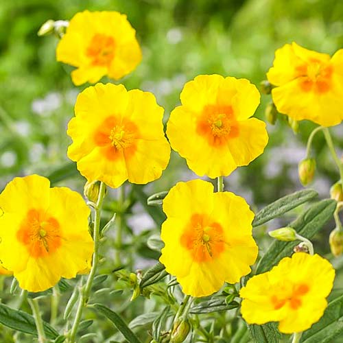 Геліантемум Голден Квін зображення 1 артикул 68651