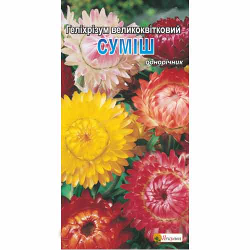 Гелихризум крупноцветковый, смесь окрасок рисунок 1 артикул 72984