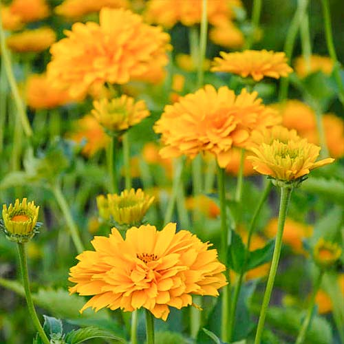 Гелиопсис Саммер Сан артикул фото 1 Гелиопсис Саммер Сан рисунок 1 артикул 01324