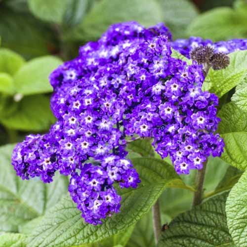 Гелиотроп Морской карлик рисунок 1 артикул 72130