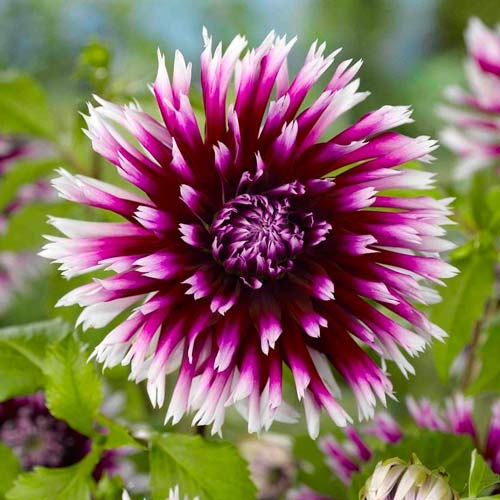 Георгина Алауна Клер Обскур рисунок 1 артикул 76405