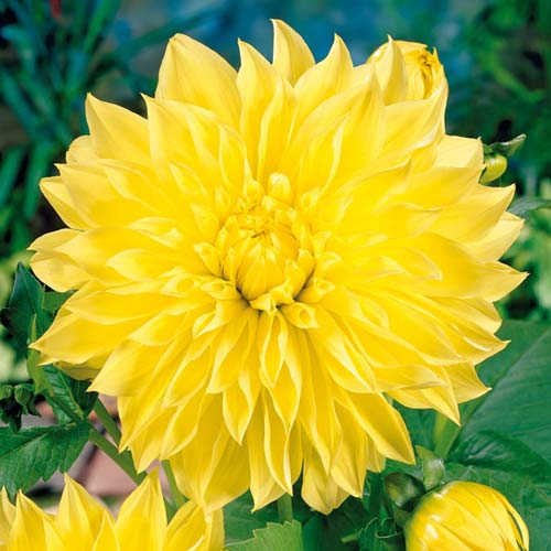 Жоржина Американ Сан зображення 1 артикул 76406