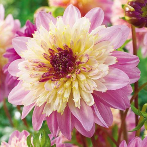 Георгина Ламбада рисунок 1 артикул 67126