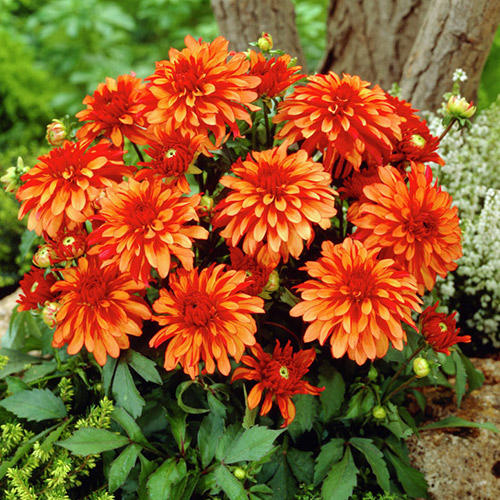 Жоржина Геллері Арт Деко зображення 1 артикул 76207