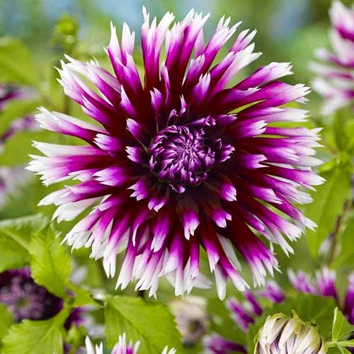 Жоржина Алана Клер Обскур зображення 1 артикул 67138