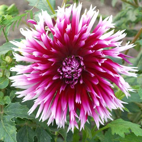 Жоржина Алана Клер Обскур зображення 3 артикул 67138