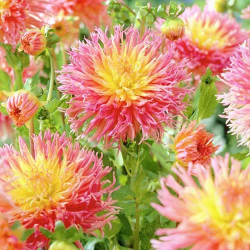 Георгина Фринджд Стар рисунок 1 артикул 76417