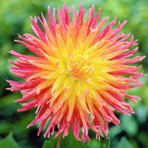 Георгина Фринджд Стар рисунок 2 артикул 76417