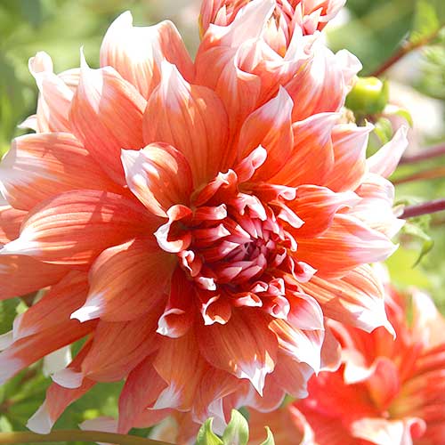 Жоржина Холланд Фестівал зображення 1 артикул 76581