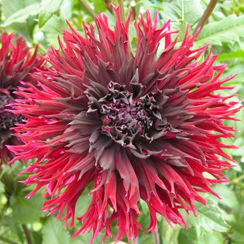 Жоржина бахромчата (далія) Кенора Макоп зображення 2 артикул 67140