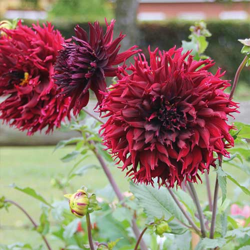 Жоржина бахромчата (далія) Кенора Макоп зображення 3 артикул 67140