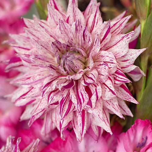 Жоржина Мікc Пепермінт артикул фото 1 Жоржина Мікc Пепермінт зображення 1 артикул 76424