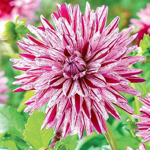 Жоржина Блекберрі Ріппл зображення 1 артикул 76045