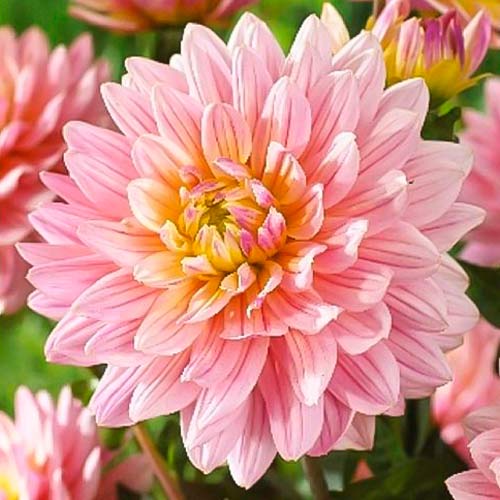 Георгина Бонеста рисунок 1 артикул 76408