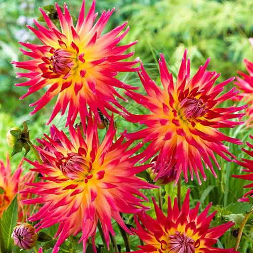 Жоржина Бора Бора зображення 1 артикул 76411