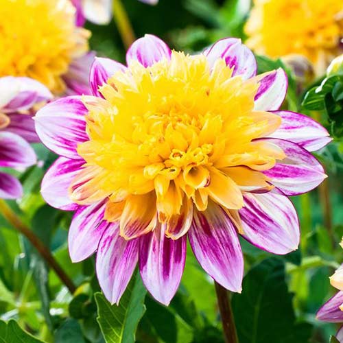 Георгина Буги Вуги артикул фото 1 Георгина Буги Вуги рисунок 1 артикул 76046