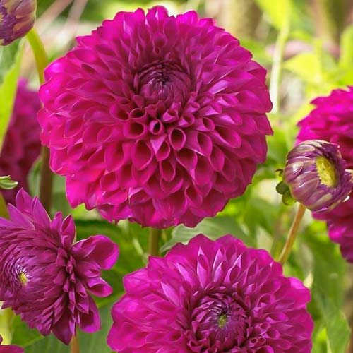 Георгина Бум Бум Пурпл рисунок 1 артикул 76409