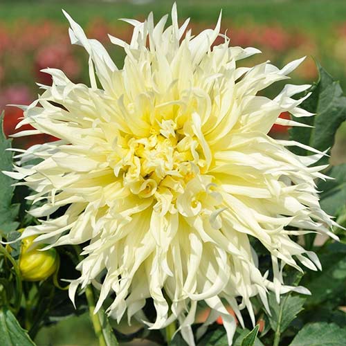 Георгина Цуки-Йори-Но-Шиша рисунок 1 артикул 76528