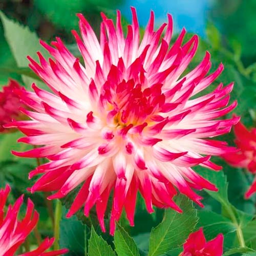 Георгина Датч Эксплоужен рисунок 1 артикул 76206