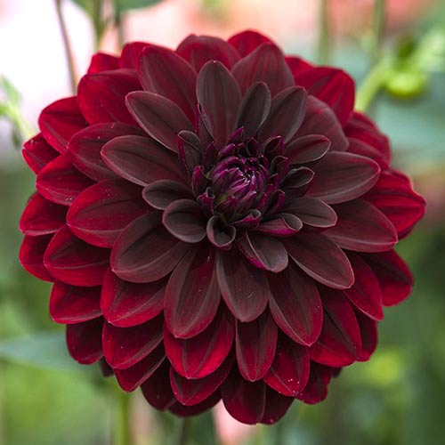 Георгина Арабиан Найт рисунок 1 артикул 76407