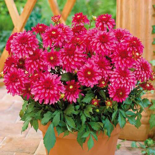 Георгина Чики Глоу рисунок 1 артикул 76047