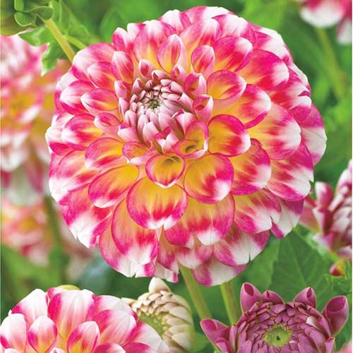 Георгина Гавайи рисунок 1 артикул 76419