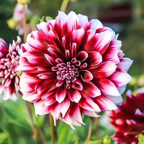 Жоржина Контраст зображення 1 артикул 76048