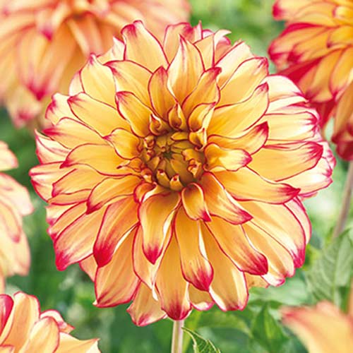 Георгина Леди Дарлин рисунок 1 артикул 70377