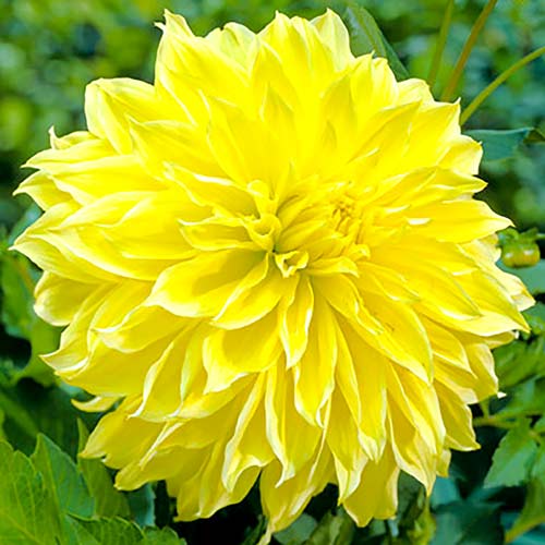 Георгина Санни Глоу рисунок 1 артикул 67136