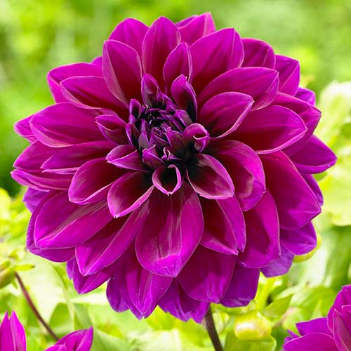 Жоржина декоративна (далія) Томас Едісон зображення 1 артикул 67137