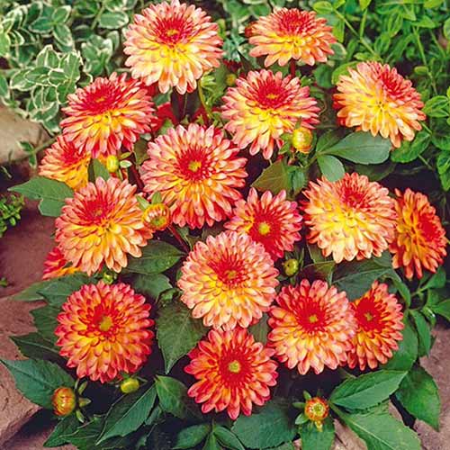 Жоржина Делайтінг Глоу зображення 1 артикул 76566