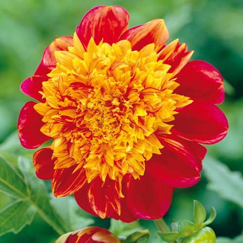 Георгина Джайв артикул фото 1 Георгина Джайв рисунок 1 артикул 76564