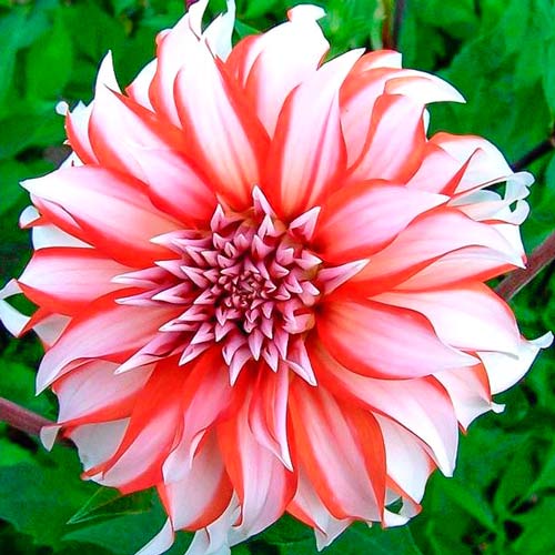 Георгина Долли Эйч рисунок 1 артикул 76416