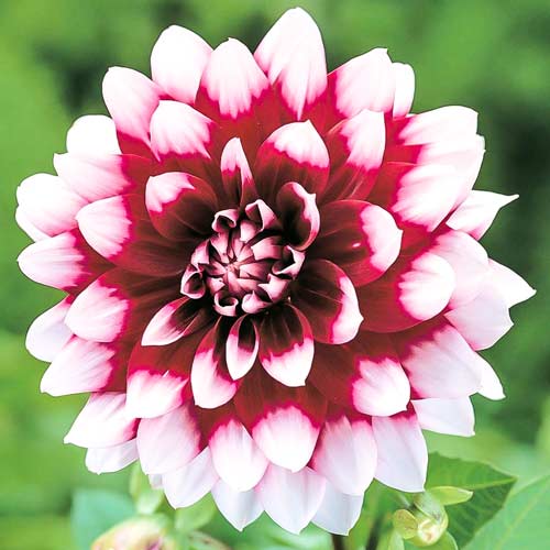 Жоржина Дует, насіння зображення 1 артикул 70091