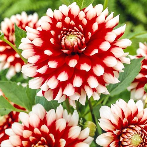 Георгина Дуэт артикул фото 1 Георгина Дуэт рисунок 1 артикул 76049