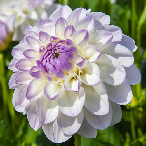 Жоржина Евелін зображення 1 артикул 76583