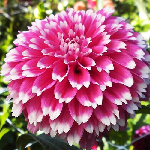 Жоржина Фуззі Вуззі артикул фото 1 Жоржина Фуззі Вуззі зображення 1 артикул 76580