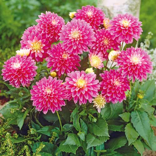 Жоржина Геллері Рембрандт зображення 1 артикул 76209