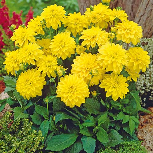 Жоржина Геллері Сезанн зображення 1 артикул 76562