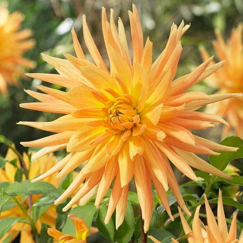 Георгина Голд Краун артикул фото 1 Георгина Голд Краун рисунок 1 артикул 76418