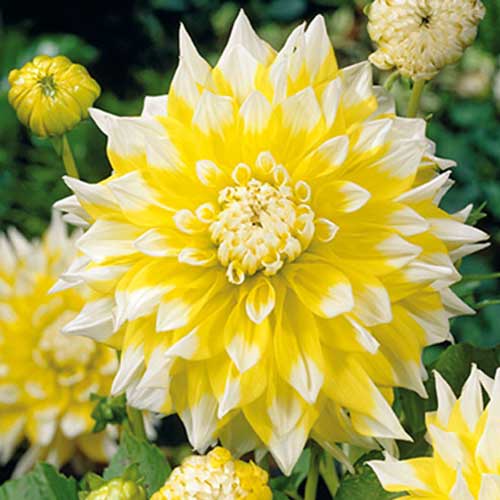 Жоржина Гранд Прікс зображення 1 артикул 70373