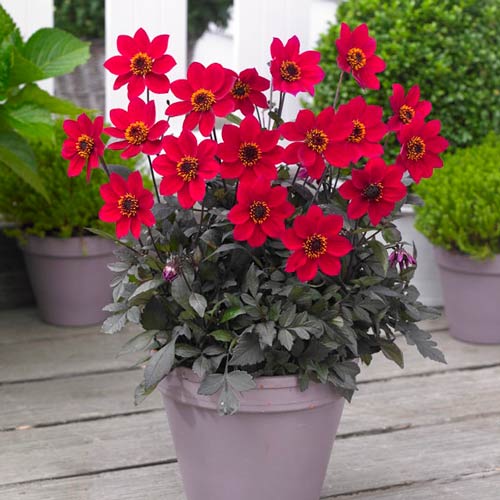 Георгина Хэппи Дейс Черри Ред рисунок 1 артикул 76210