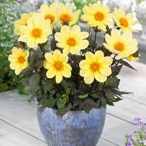 Жоржина Хеппі Дейс Лемон зображення 1 артикул 76211