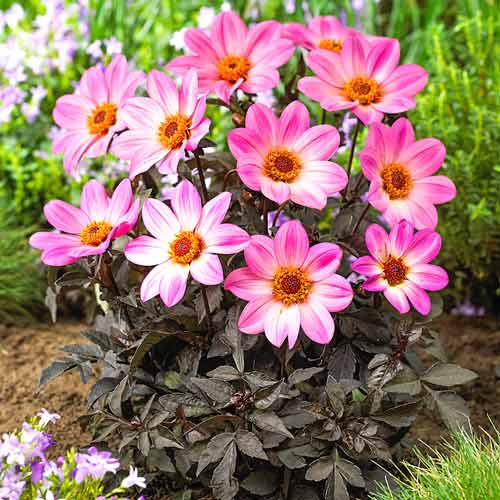 Георгина Хэппи Дейс Пинк рисунок 1 артикул 76212