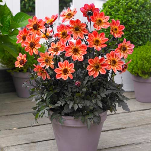 Георгина Хэппи Дейс Ред Флэйм рисунок 1 артикул 76213