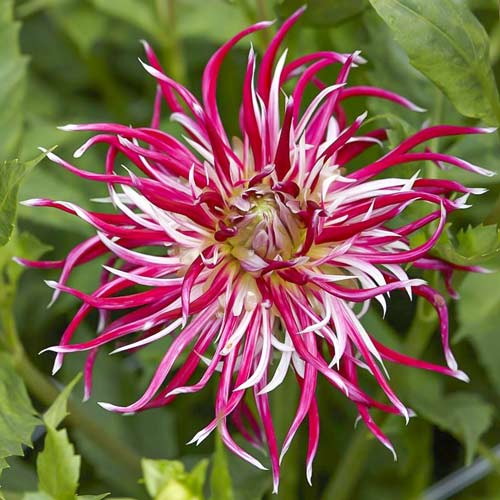 Жоржина Холліхілл Спайдер Вумен зображення 1 артикул 76527