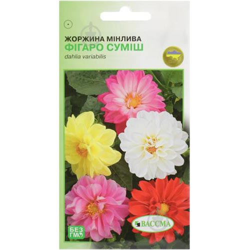 Георгина Фигаро, смесь окрасок Seedera рисунок 1 артикул 66272